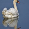 Cygne