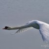 Cygne